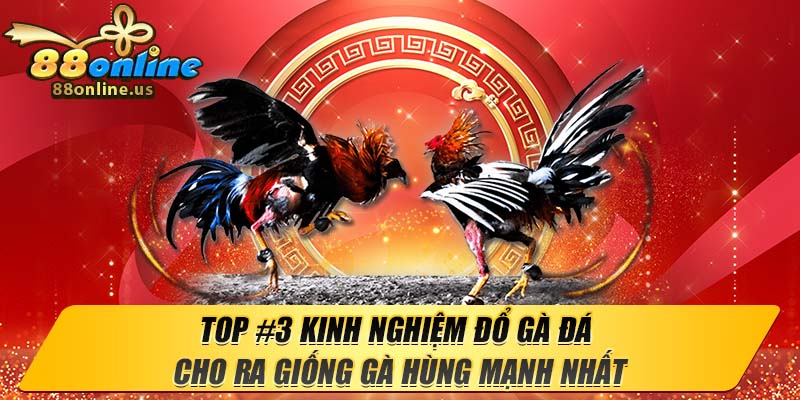 TOP #3 Kinh Nghiệm Đổ Gà Đá Cho Ra Giống Gà Hùng Mạnh